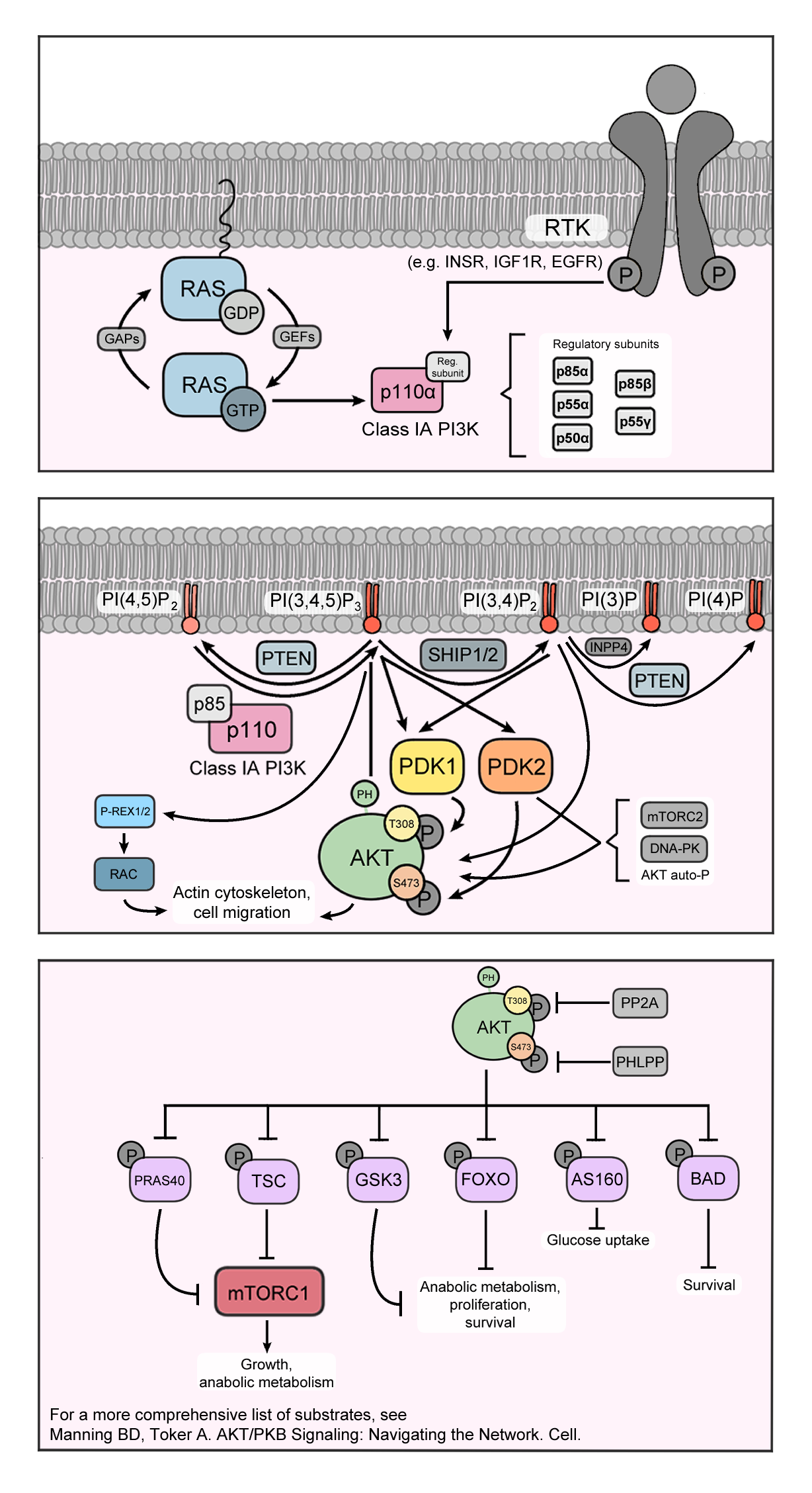 PI3K image map